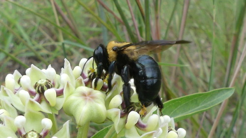 bugkeeping:Eastern Carpenter Bee Xylocopa virginica