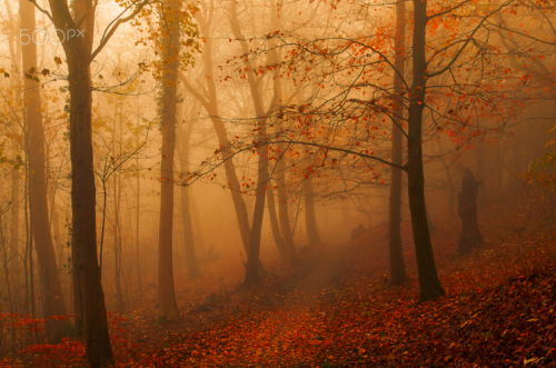 megarah-moon:“Red Forest” byLeif Løndal