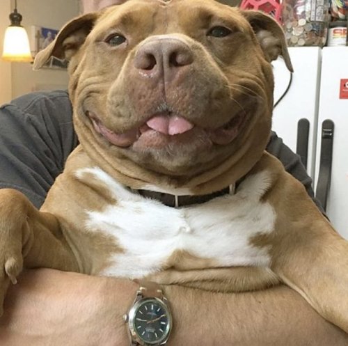 babyanimalgifs:here’s a collection of smiling pitbulls