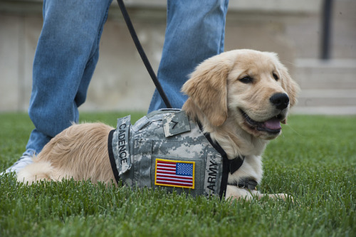 bossyheifer:September is National Service Dog Awareness...