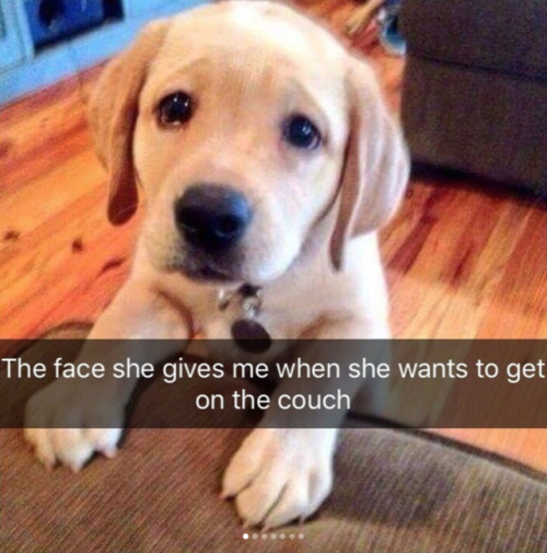 babyanimalgifs:More dog snaps