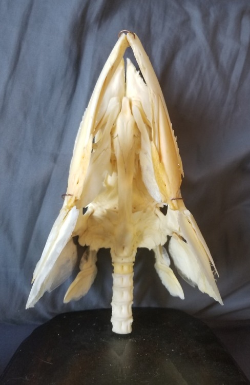 excalculus:Finished assembling the king mackerel skull!  This...