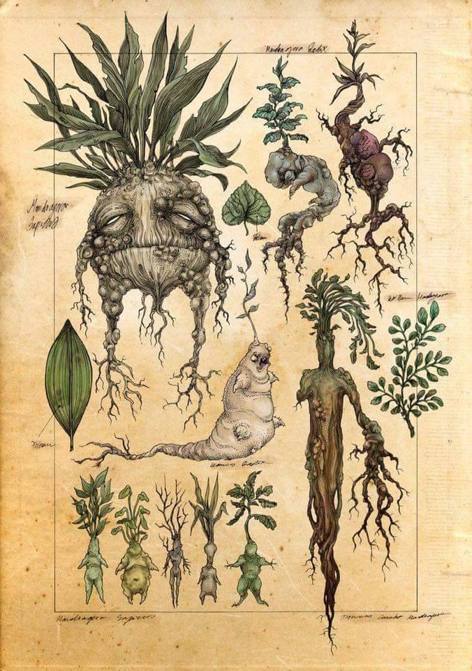 Resultado de imagen para PLANTAS QUE ENLOQUECEN ANIMALES