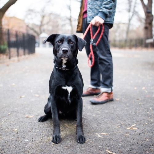 Xero, Labrador Retriever mix (2 y/o), Tompkins Square Park, New York, NY “He’s like a stuffed animal crossed with an otter… Usually I say it’s like a stuffed animal f*cked an otter.”