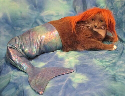 cat mermaid on Tumblr