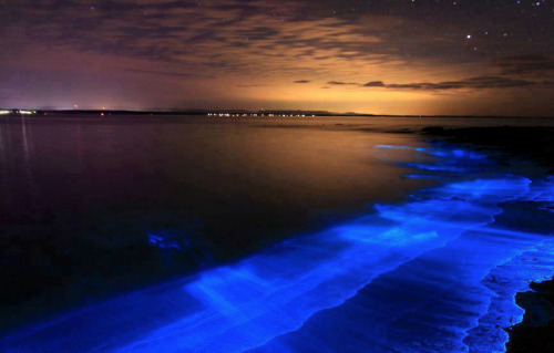 nubbsgalore:the bioluminescent noctiluca scintillans – an algae...