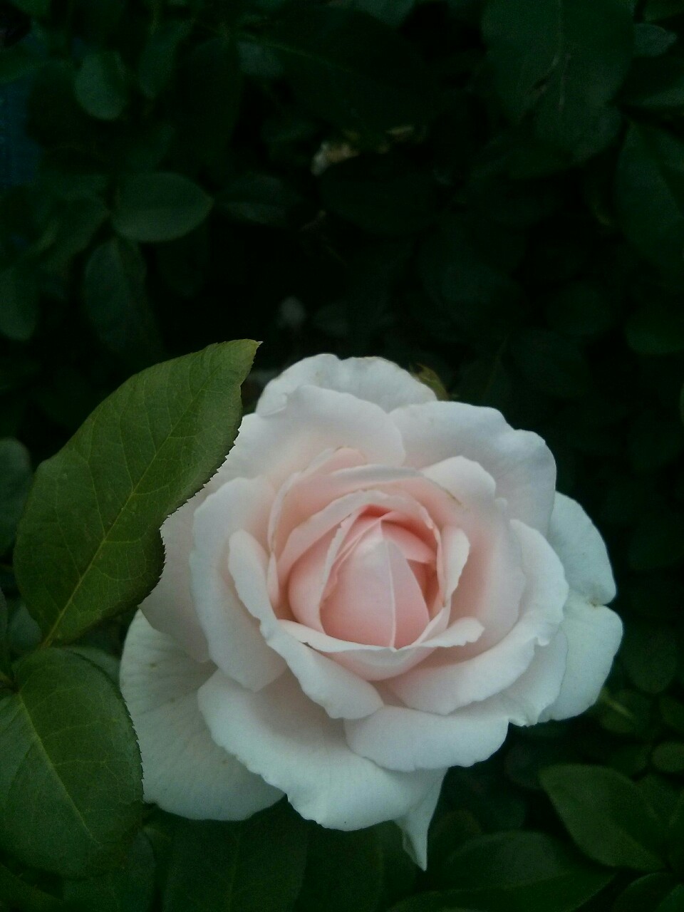 Te regalo una rosa - Página 12 Tumblr_nu0i84kFU01u44e8lo1_1280