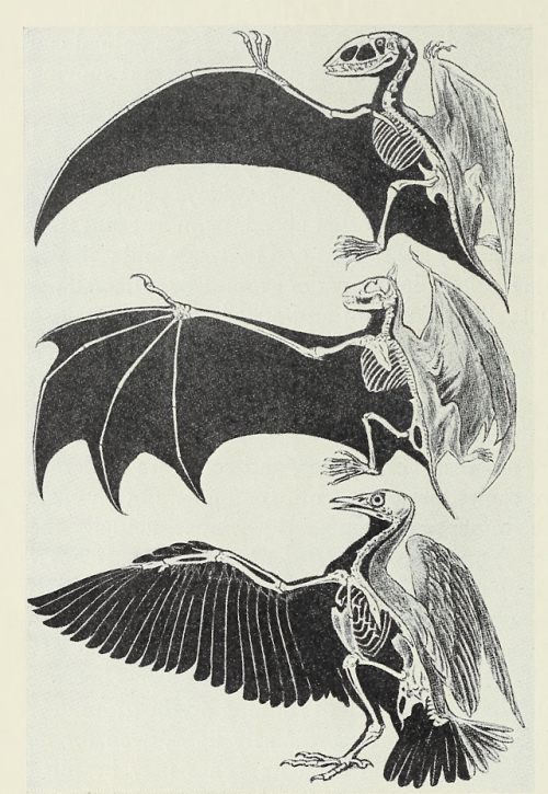 nemfrog:Above, “an extinct flying dragon.” Middle, bat. Below,...