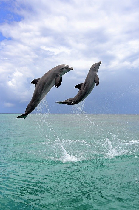 It's a beautiful world! — Dancing Dolphins