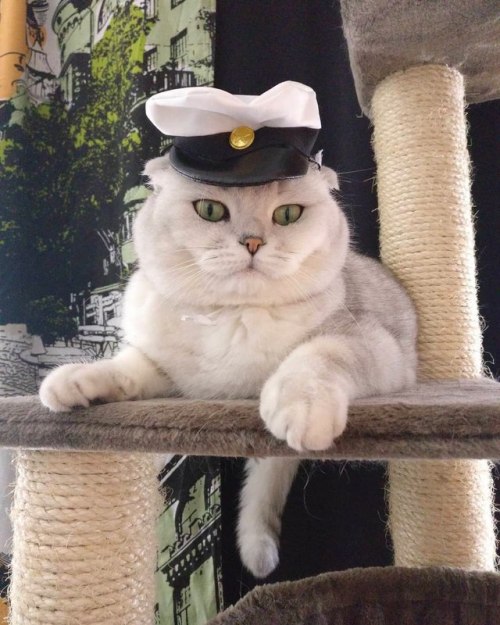 coolcatgroup:I have literally in my entire life never seen a...