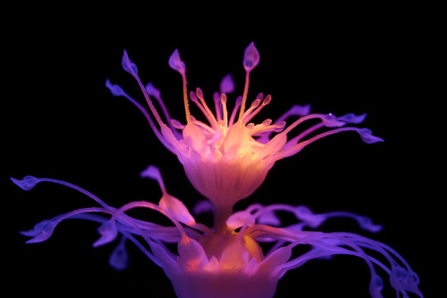 itscolossal:4D-Printed Aquatic Plants Spring to Life in...