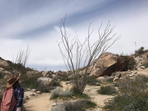 Very large dead ocotillo. (at Blair...