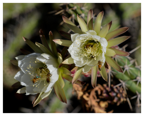 fatchance:Blooms. Bees.