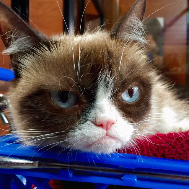 The Official Grumpy Cat's Tumblr