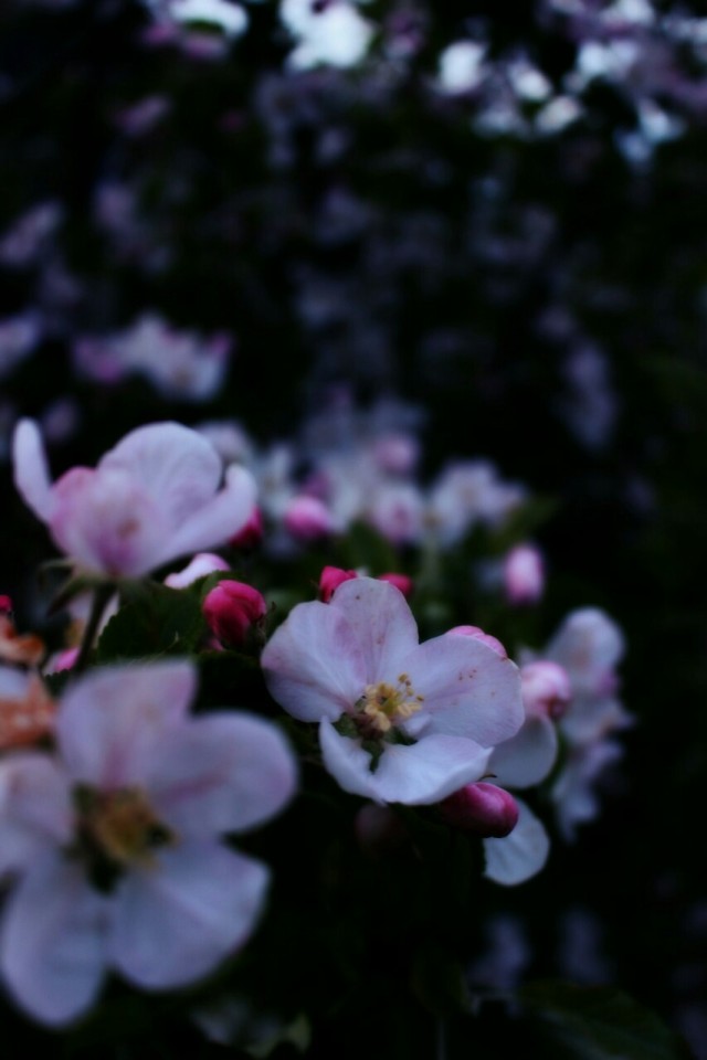 Flowers at night - Discovering the world through my lens