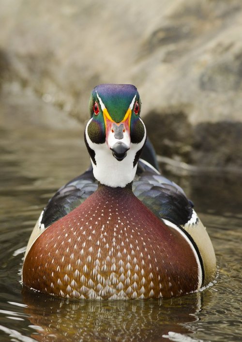 earth-song:Male Wood Duck back with the Mallards....