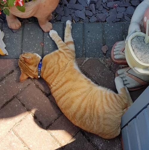 #stantheman #stan #gingertom #cats #catsoftheworld...