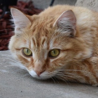 Long Haired Orange Tabby Tumblr