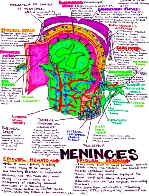 Meninges break down