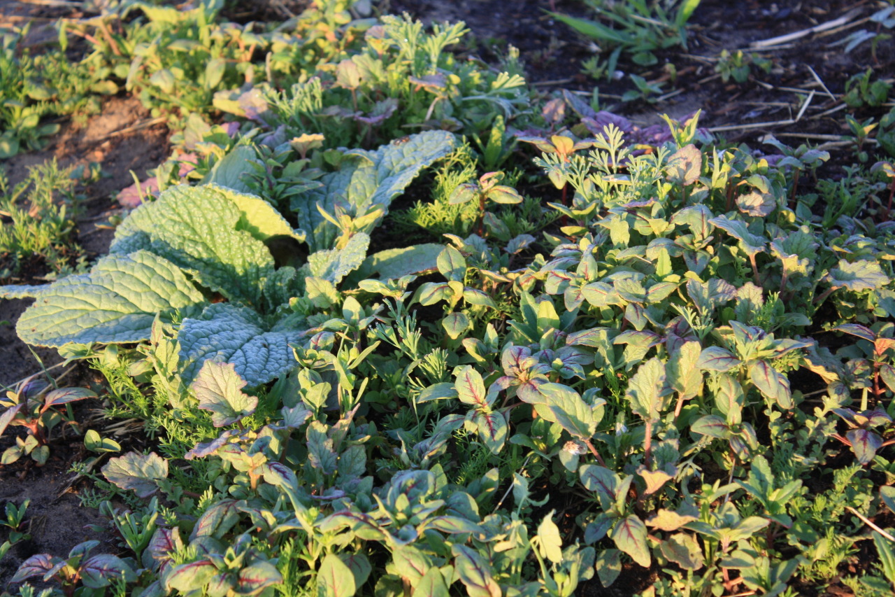 A closeup photo of sprouting plants, which are very densely packed
