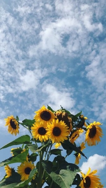 Sunflowers aesthetic  Tumblr