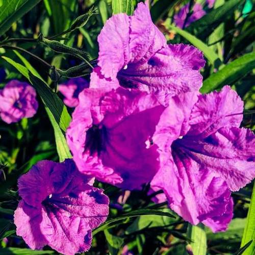 #flowers #morningglories I think (at Austin,...