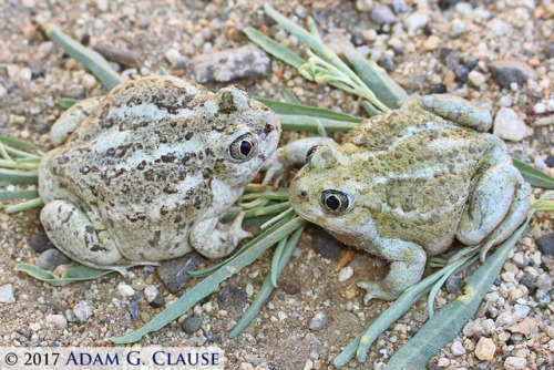 toadschooled:Different shades of Great Basin spadefoot toads...