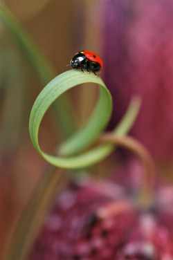 @Spiders And Beetles And Moths, Oh My!