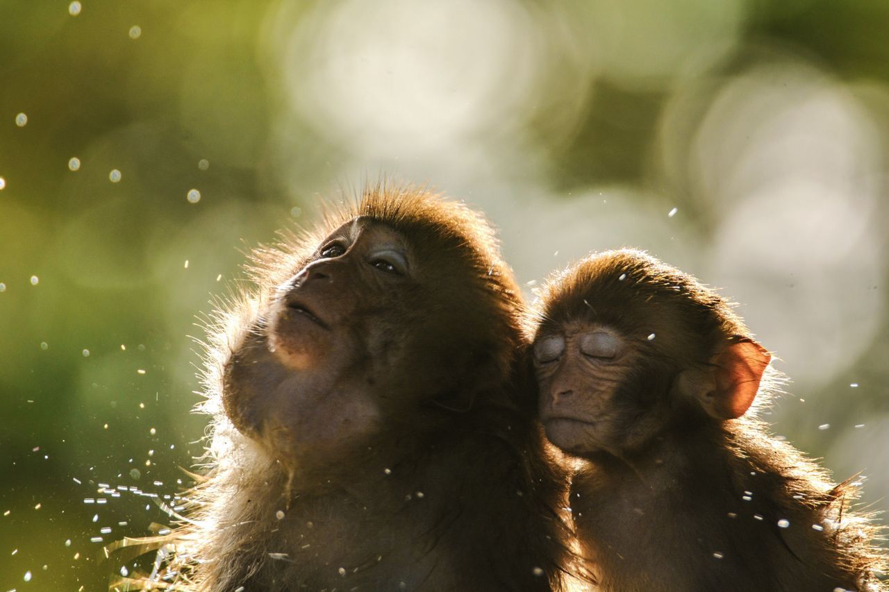 Реклама National Geographic