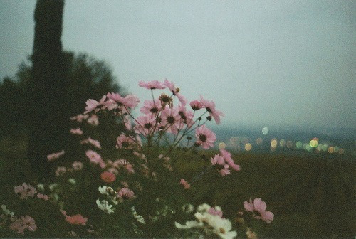 flowers pale dark pale soft pale grunge indie landscape photography vintage dark vintage