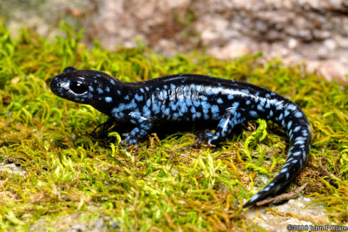 frogkeeping:What forest stroll is complete without meeting a...