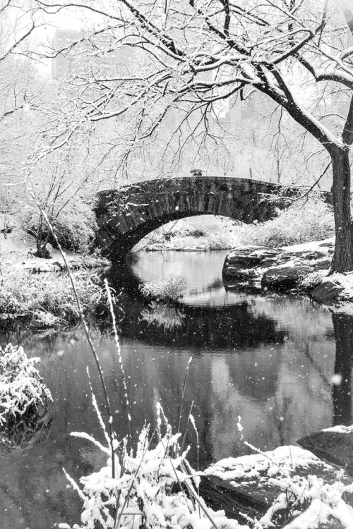 jb-fotoz:“Snowy Park”Central Park, NYC