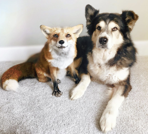 aww-so-pretty:The perfect friendship@juniperfoxxFollow