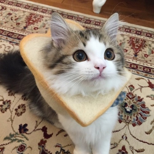 justcatposts:she bread