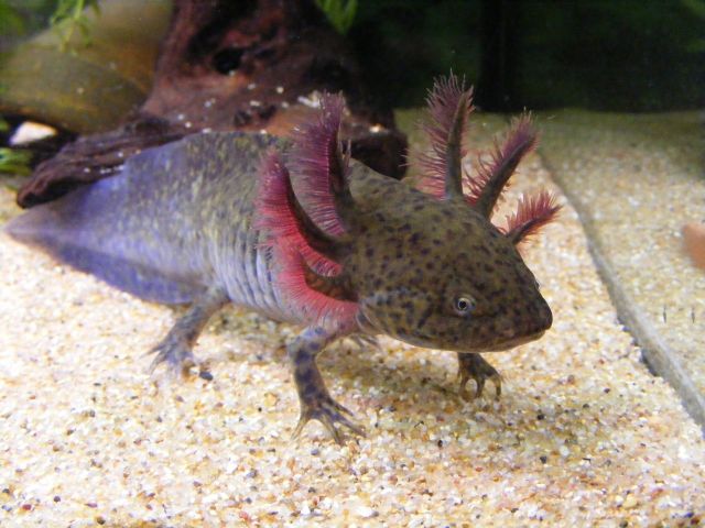 natural axolotl colors