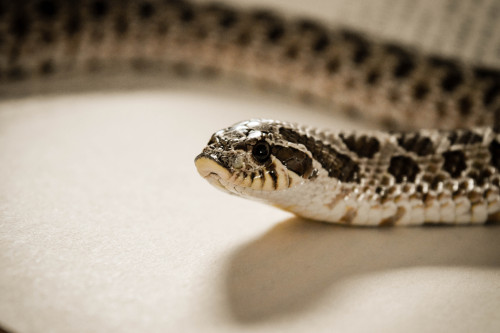 @Pretzel the Hognose