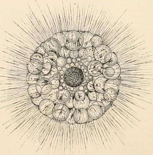 inthenoosphere