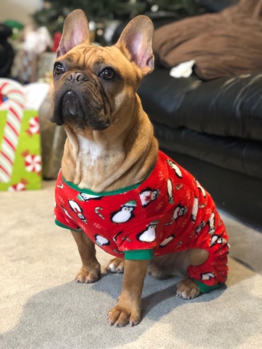 frenchie christmas pillow