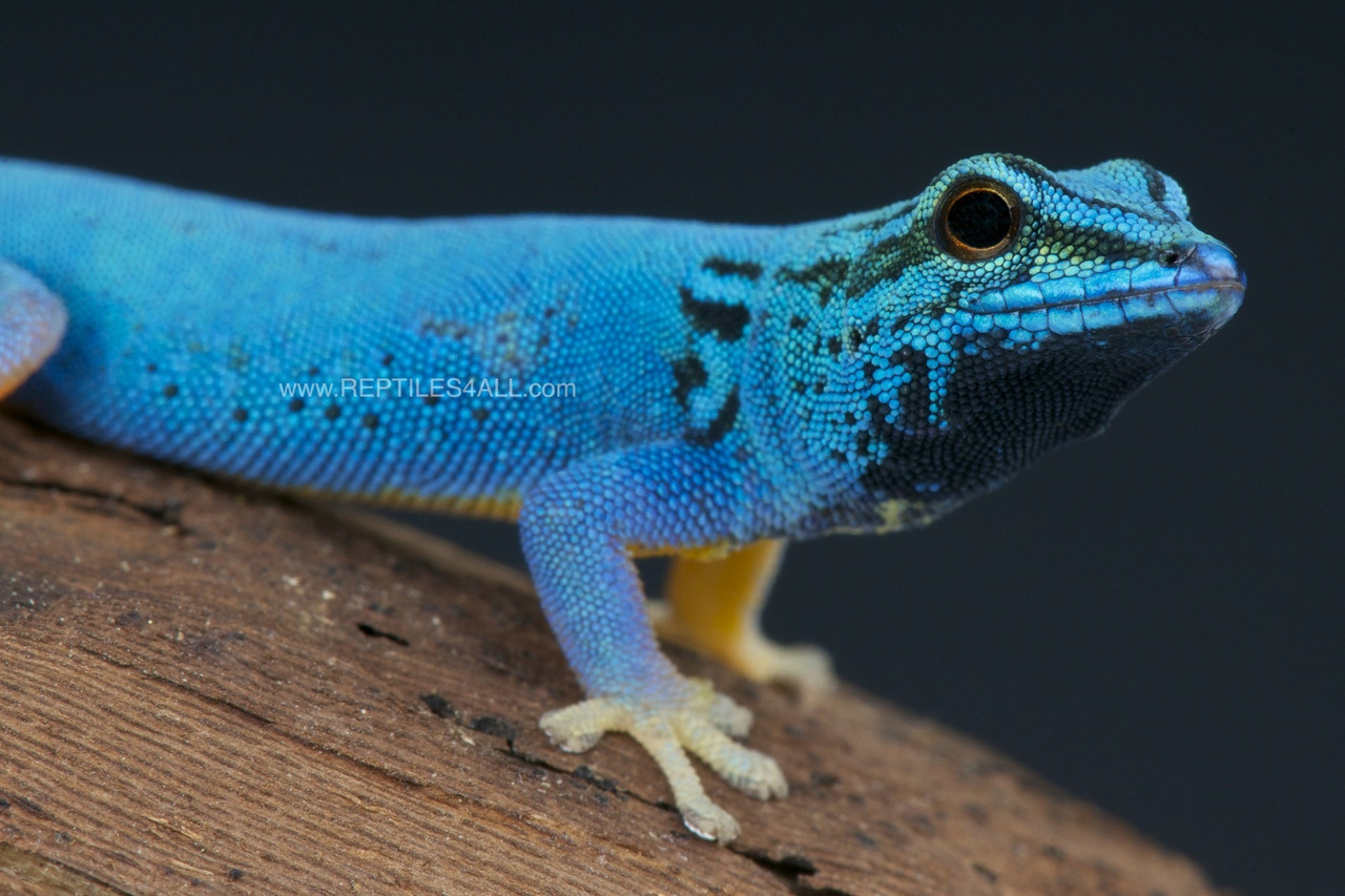 lovingexotics:
“ Electric Blue Day Gecko
Lygodactylus williamsi
Source:  Here
”