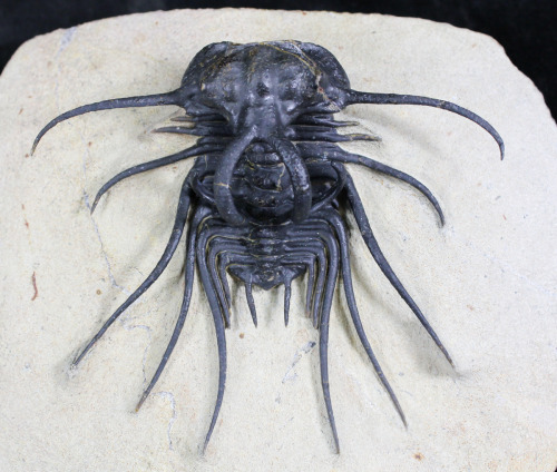 fossilera:One of the more alien looking trilobites, the aptly...