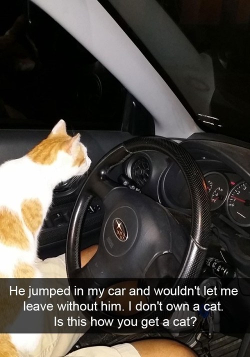 animalsnaps:Cat snaps