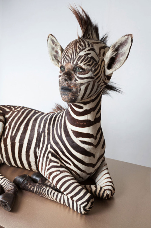 unexplained-events:Kate Clark’s Twist on TaxidermyKate Clark,...