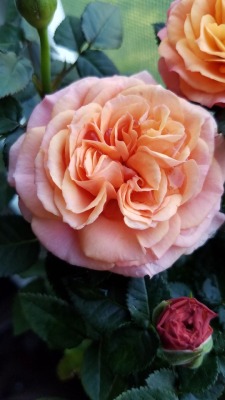 Peach Roses Tumblr