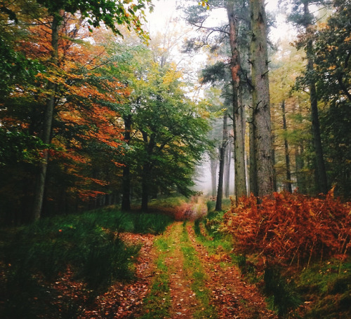 kateoplis:My everchanging Autumn, Daniel Casson