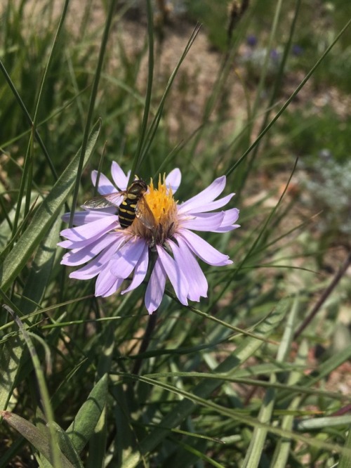 Mountain wildflowers