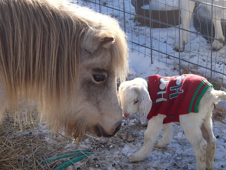 Baby Goat Meets Mini Horse | The 34 Cutest Baby Pygmy Goats On The Internet! | Pygmy Goats 