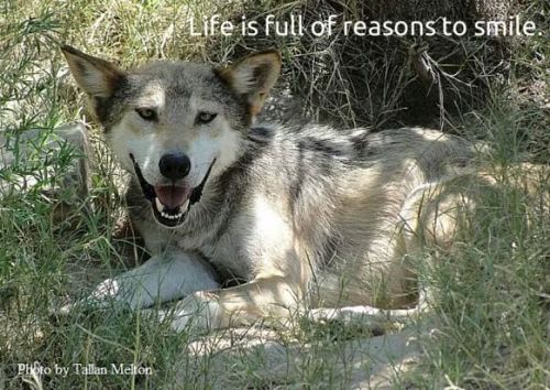 the-smiling-wolf:Wishing you all a beautiful day. Be well, be...