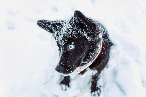 willowthesupermutt:Willow is the most beautiful snow pup ❤️❄️❤️