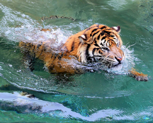swimming by fridayschild68 on Flickr.