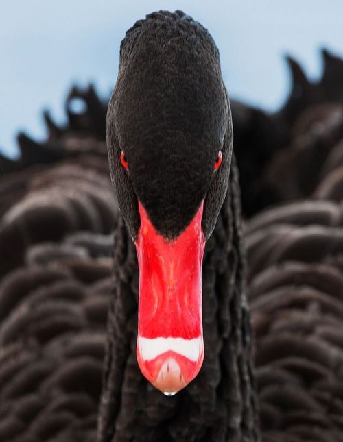 waterfowl wednesday swan black swan waterfowl birds red eyes